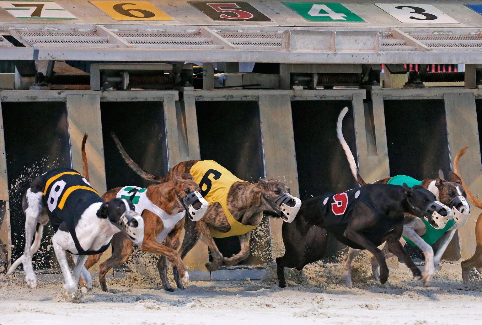 Greyhound Racing Florida Canceled 1536x1038 