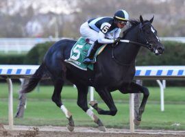 Independence Hall, seen dismantling the Nashua Stakes field by 12 1/2 lengths last fall, will focus on one-turn races. He won't compete in any more Kentucky Derby preps. (Image: Coglianese Photos/Chelsea Durand)